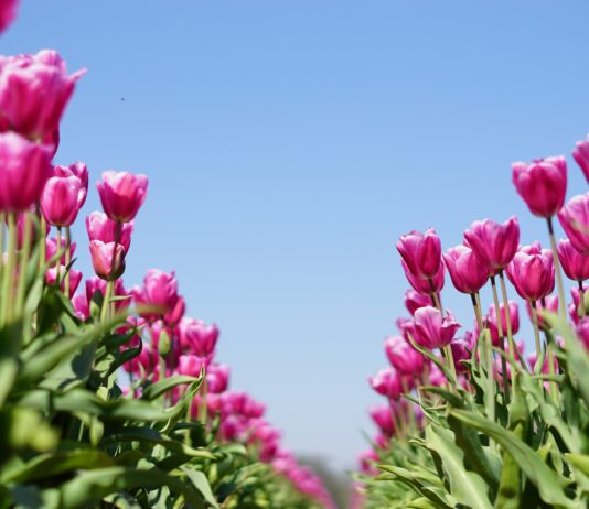 Najkrajšie tulipány z Holandska opäť v Poprade